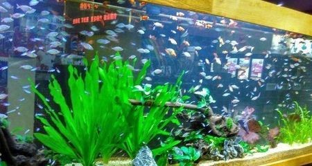 布景的魚缸怎么清理污垢：如何清理魚缸？