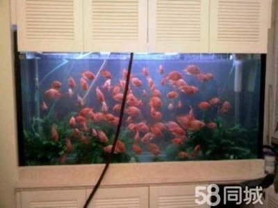 大興賣魚缸的地方在哪里呀：大興區內幾個可能賣魚缸的地方 大興賣魚缸的地方在哪里呀：大興區內幾個可能賣魚缸的地方 魚缸百科 第3張