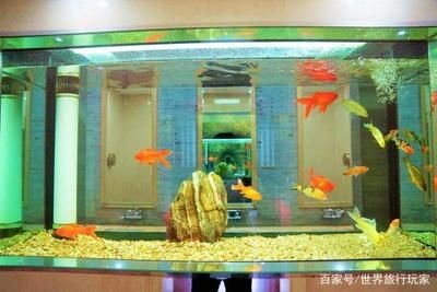 大興賣魚缸的地方在哪里呀：大興區內幾個可能賣魚缸的地方 大興賣魚缸的地方在哪里呀：大興區內幾個可能賣魚缸的地方 魚缸百科 第4張