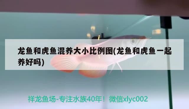 龍魚和虎魚混養大小比例圖(龍魚和虎魚一起養好嗎)