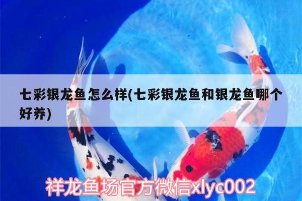 金龍魚 七彩銀龍魚怎么樣(七彩銀龍魚和銀龍魚哪個好養(yǎng)) 銀龍魚百科 七彩銀龍魚怎么樣(七彩銀龍魚和銀龍魚哪個好養(yǎng)) 七彩銀龍魚怎么樣(七彩銀龍魚和銀龍魚哪個好養(yǎng)) 銀龍魚百科
