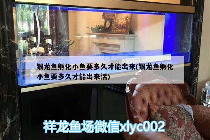 銀龍魚孵化小魚要多久才能出來(lái)(銀龍魚孵化小魚要多久才能出來(lái)活)