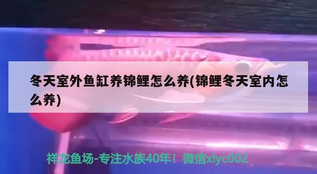 冬天室外魚缸養錦鯉怎么養(錦鯉冬天室內怎么養)
