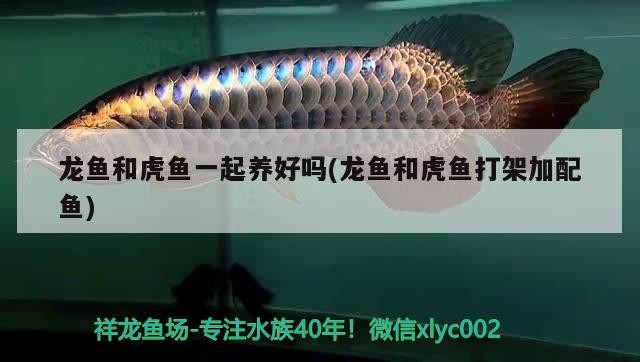 龍魚和虎魚一起養好嗎(龍魚和虎魚打架加配魚)
