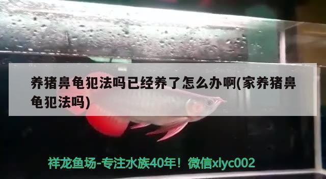 養豬鼻龜犯法嗎已經養了怎么辦啊(家養豬鼻龜犯法嗎)