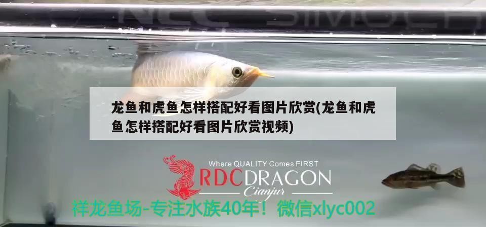 龍魚和虎魚怎樣搭配好看圖片欣賞(龍魚和虎魚怎樣搭配好看圖片欣賞視頻)