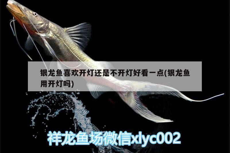 銀龍魚喜歡開燈還是不開燈好看一點(diǎn)(銀龍魚用開燈嗎)