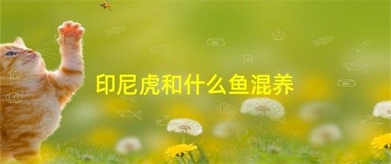 金龍魚和七星刀可以混養嗎