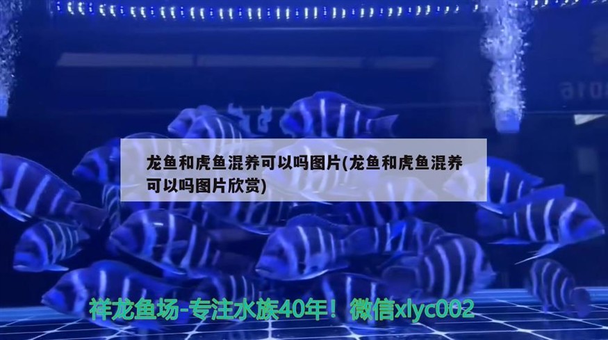 龍魚和虎魚混養可以嗎圖片(龍魚和虎魚混養可以嗎圖片欣賞)