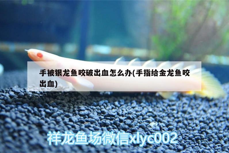 手被銀龍魚咬破出血怎么辦(手指給金龍魚咬出血)