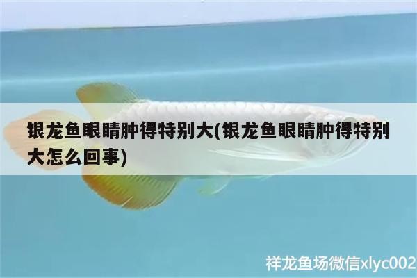 銀龍魚眼睛腫得特別大(銀龍魚眼睛腫得特別大怎么回事)