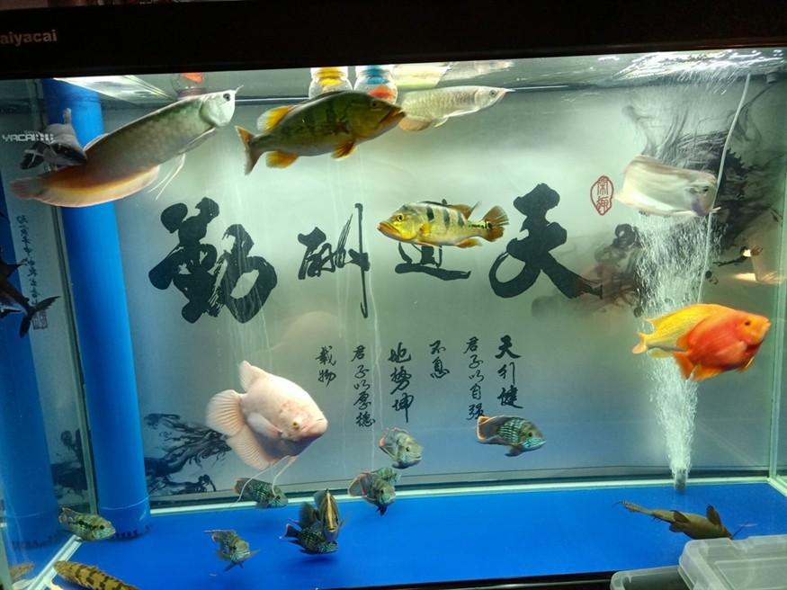 混養太難了，11天了都沒敢吃食
