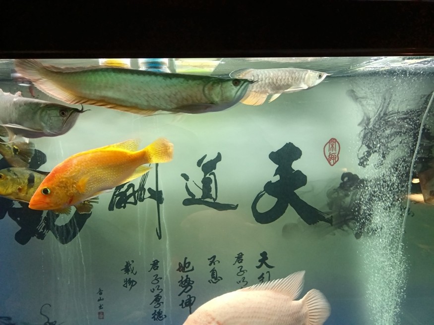 混養太難了，11天了都沒敢吃食