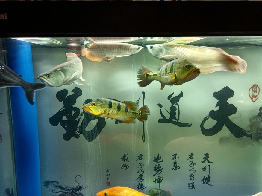 混養太難了，11天了都沒敢吃食 混養太難了，11天了都沒敢吃食 龍魚論壇 第4張