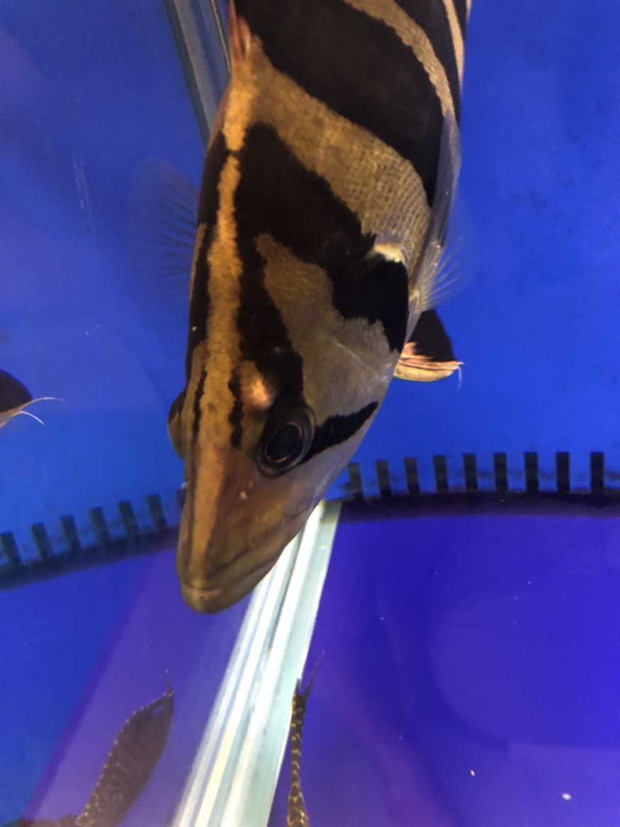虎魚膿包怎么治？