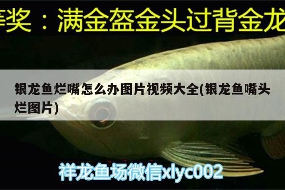 銀龍魚爛嘴怎么辦圖片視頻大全(銀龍魚嘴頭爛圖片) 銀龍魚爛嘴怎么辦圖片視頻大全(銀龍魚嘴頭爛圖片) 銀龍魚百科