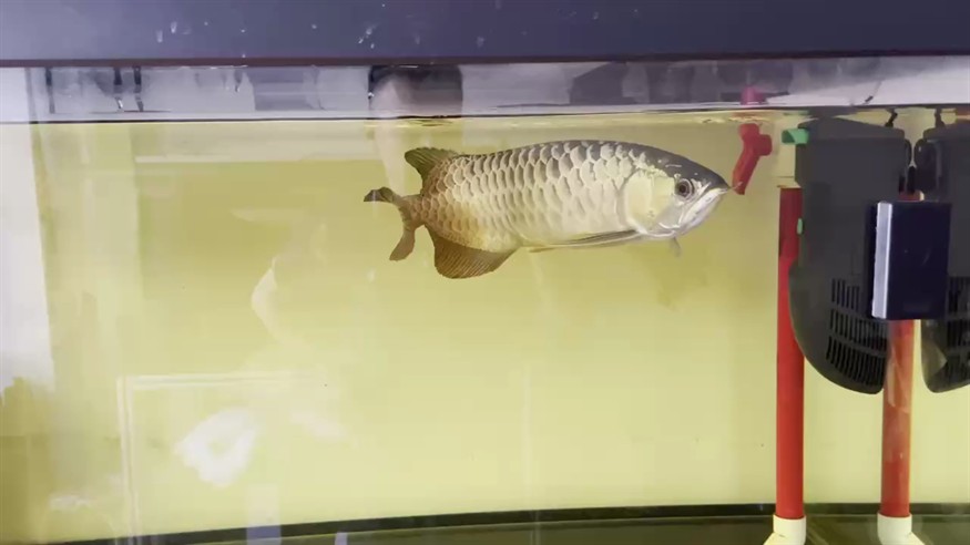 我的虎魚真菌感染了要怎么處理 無趣 龍魚論壇 無趣 無趣 龍魚論壇