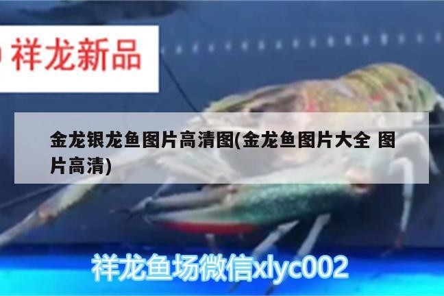 金龍銀龍魚圖片高清圖(金龍魚圖片大全圖片高清)
