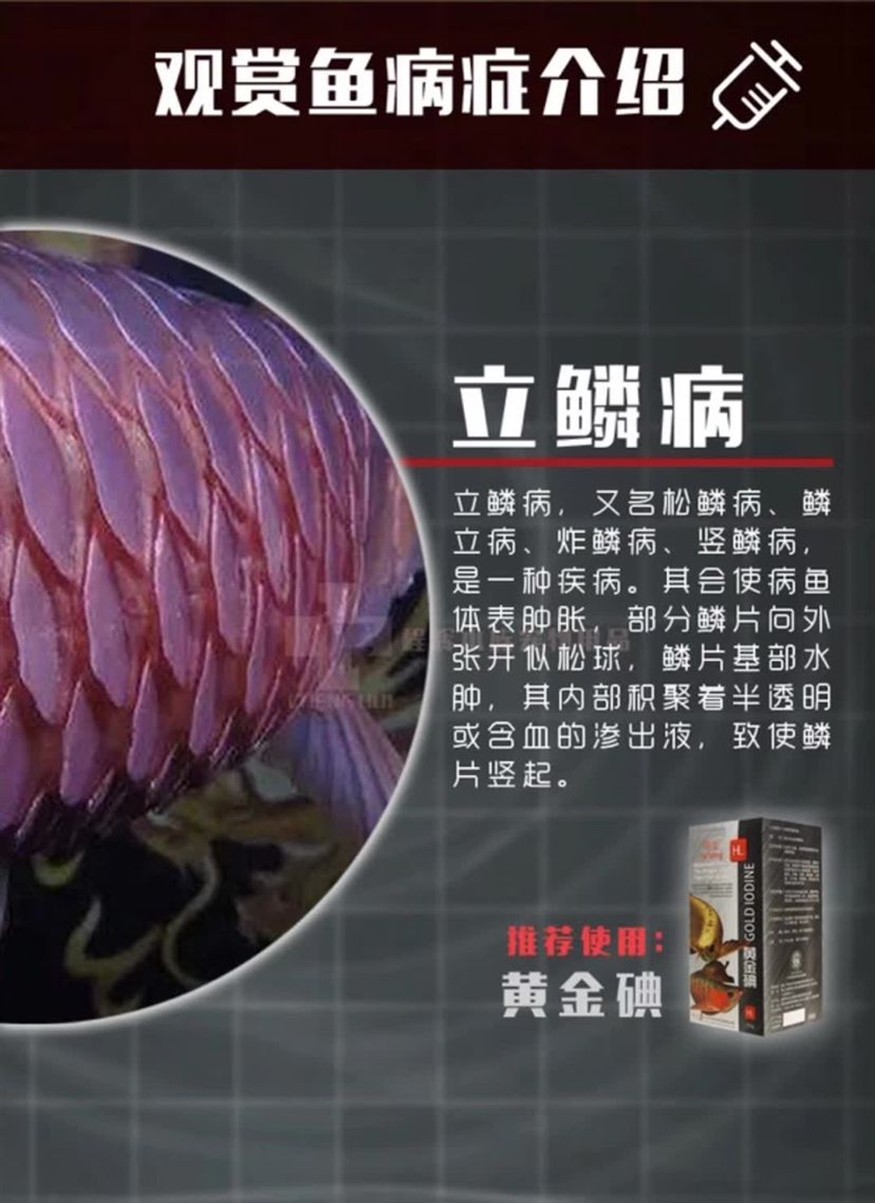 三元康黃金碘針對(duì)龍魚虎魚治療效果