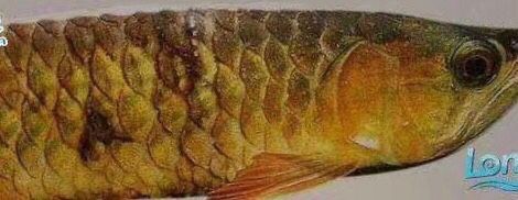 三元康黃金碘針對(duì)龍魚虎魚治療效果