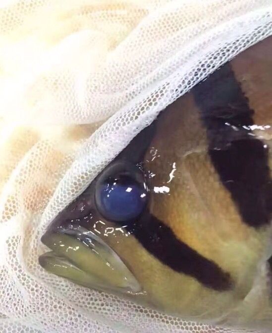 三元康黃金碘針對(duì)龍魚虎魚治療效果
