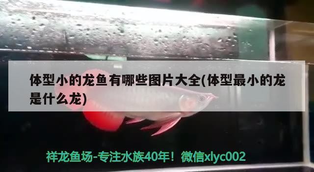 體型小的龍魚有哪些圖片大全(體型最小的龍是什么龍)