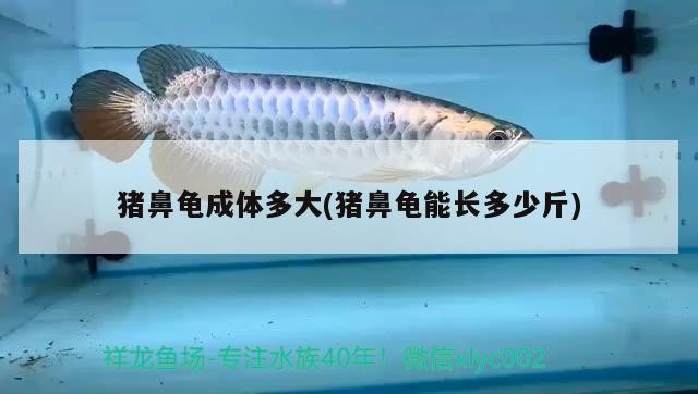 豬鼻龜成體多大(豬鼻龜能長多少斤)