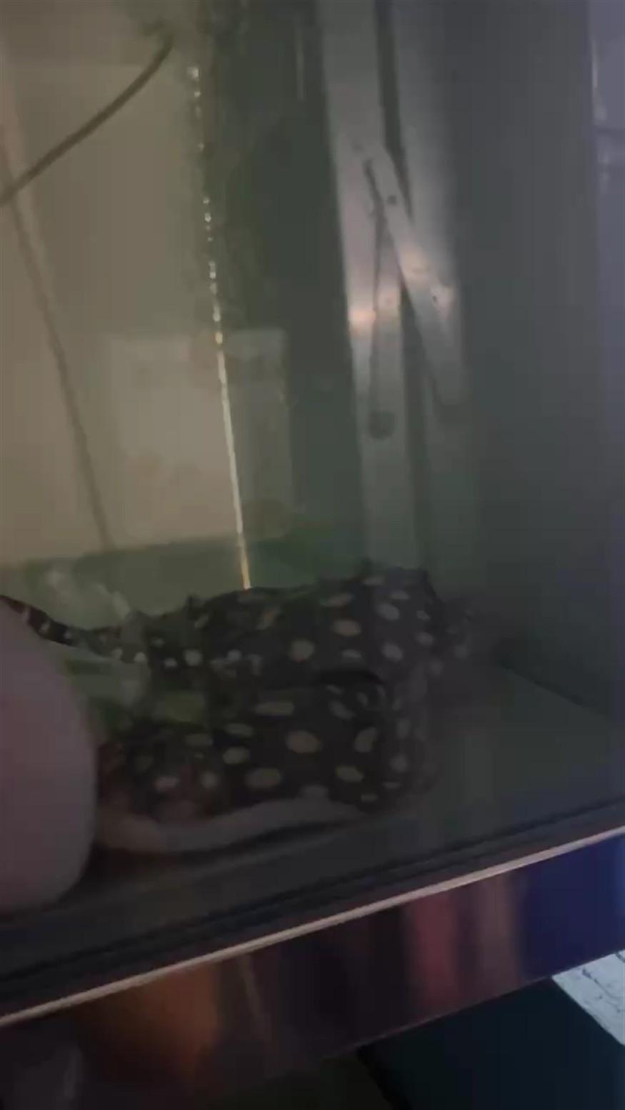 標準肚子跟狀態 標準肚子跟狀態 龍魚論壇