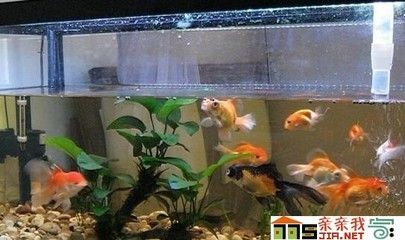 大魚(yú)缸養(yǎng)魚(yú)多久換一次水最好呢：大魚(yú)缸養(yǎng)魚(yú)多久換一次水