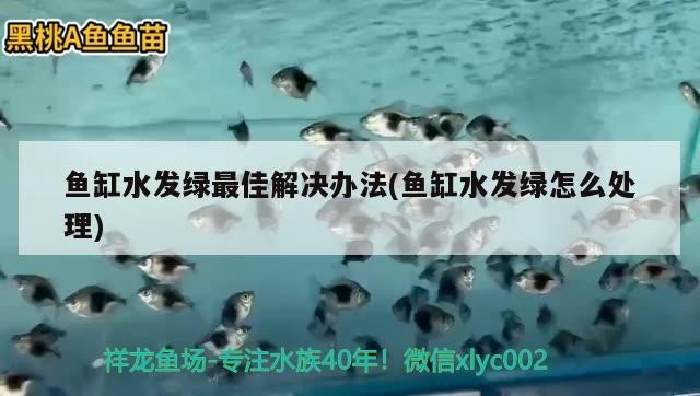 魚缸水發綠最佳解決辦法(魚缸水發綠怎么處理) 魚缸水發綠最佳解決辦法(魚缸水發綠怎么處理) 紅龍魚百科