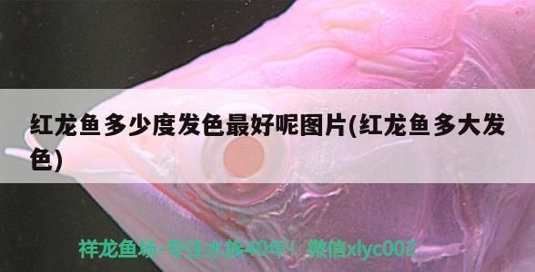 紅龍魚多少度發色最好看：紅龍魚發色的最佳水溫
