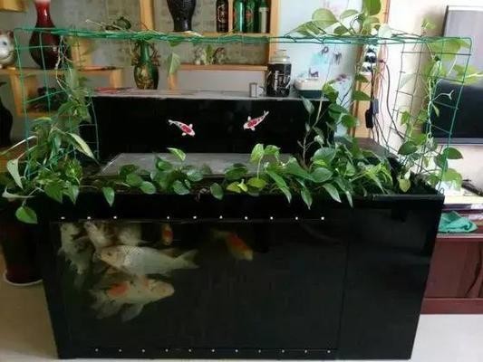 華陰市海博水族館（華陰市海博水族館電話）