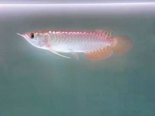 紅龍魚吃什么小魚好養活（紅龍魚吃什么小魚好養活呢）