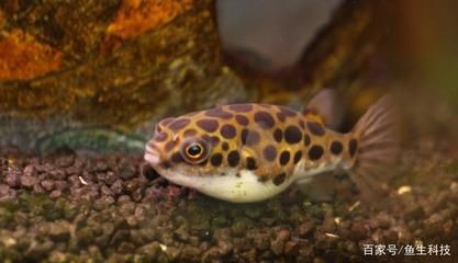 常見的觀賞魚小魚：常見的觀賞魚小魚品其特點