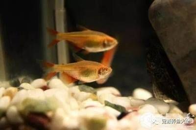 常見的觀賞魚小魚：常見的觀賞魚小魚品其特點