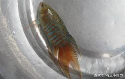 常見的觀賞魚小魚：常見的觀賞魚小魚品其特點