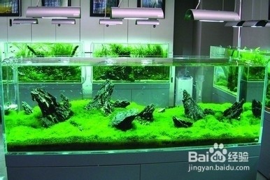 伊寧縣林海花卉店（伊寧縣林海花卉店電話）