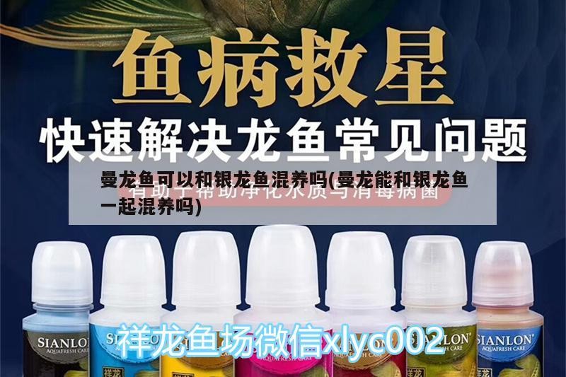 曼龍魚可以和銀龍魚混養嗎(曼龍能和銀龍魚一起混養嗎) 曼龍魚可以和銀龍魚混養嗎(曼龍能和銀龍魚一起混養嗎) 銀龍魚百科