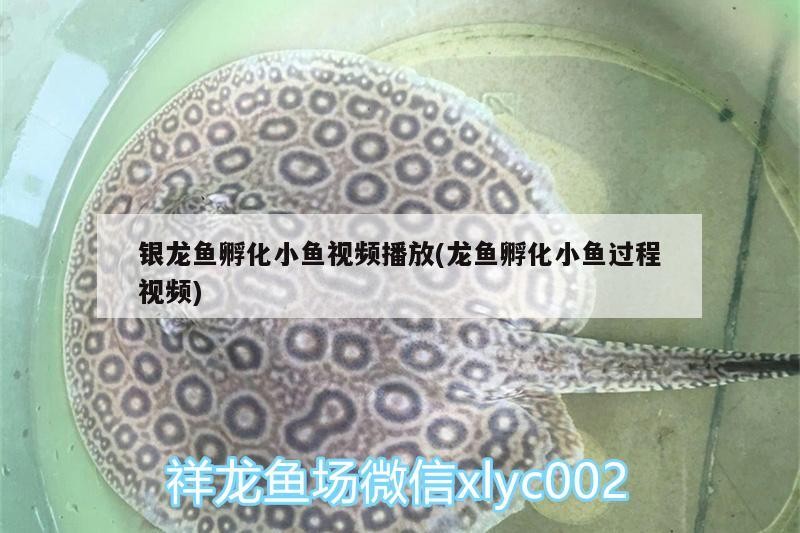 銀龍魚(yú)孵化小魚(yú)視頻播放(龍魚(yú)孵化小魚(yú)過(guò)程視頻)