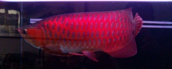 紅龍魚飼養有竅門嗎