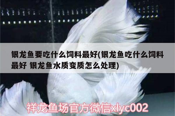 銀龍魚要吃什么飼料最好(銀龍魚吃什么飼料最好銀龍魚水質(zhì)變質(zhì)怎么處理)
