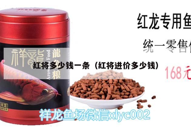 紅將多少錢一條（紅將進價多少錢）