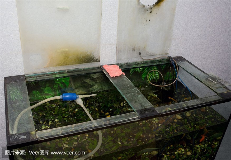龍魚鉆石眼的特點(diǎn)，龍魚鉆石眼中出現(xiàn)鉆石眼的特征是由基因突變或基因突變引起的