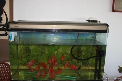 大興黃村哪里有賣魚缸的店鋪：大興黃村附近的一些與購買魚缸相關的店鋪和信息 大興黃村哪里有賣魚缸的店鋪：大興黃村附近的一些與購買魚缸相關的店鋪和信息 魚缸百科 第4張