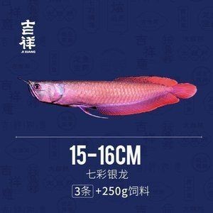 龍魚0.6斤多大