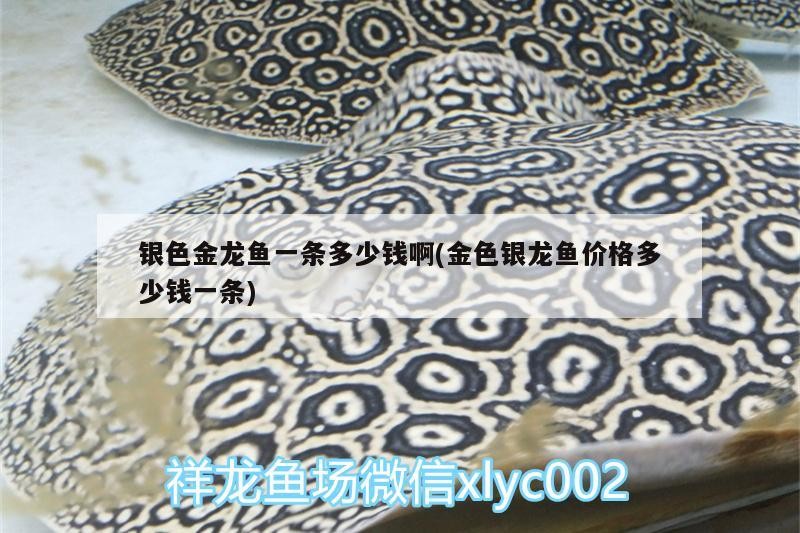 銀色金龍魚一條多少錢啊(金色銀龍魚價(jià)格多少錢一條)