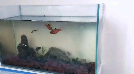 不是超白的魚缸可以嗎：超白魚缸與其他類型魚缸的比較于普通魚缸的優勢