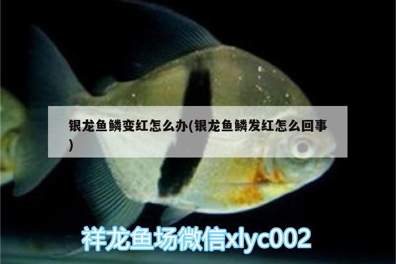 銀龍魚鱗變紅怎么辦(銀龍魚鱗發紅怎么回事)