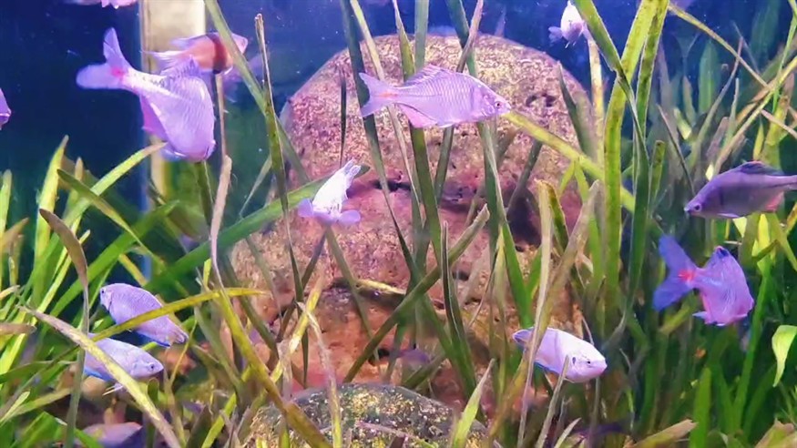 魚兒自由自在 魚兒自由自在 龍魚論壇