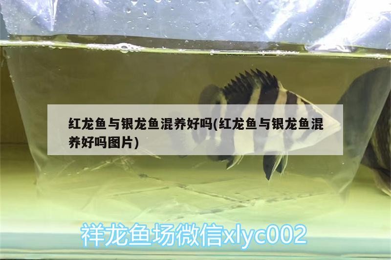 紅龍魚與銀龍魚混養好嗎(紅龍魚與銀龍魚混養好嗎圖片)